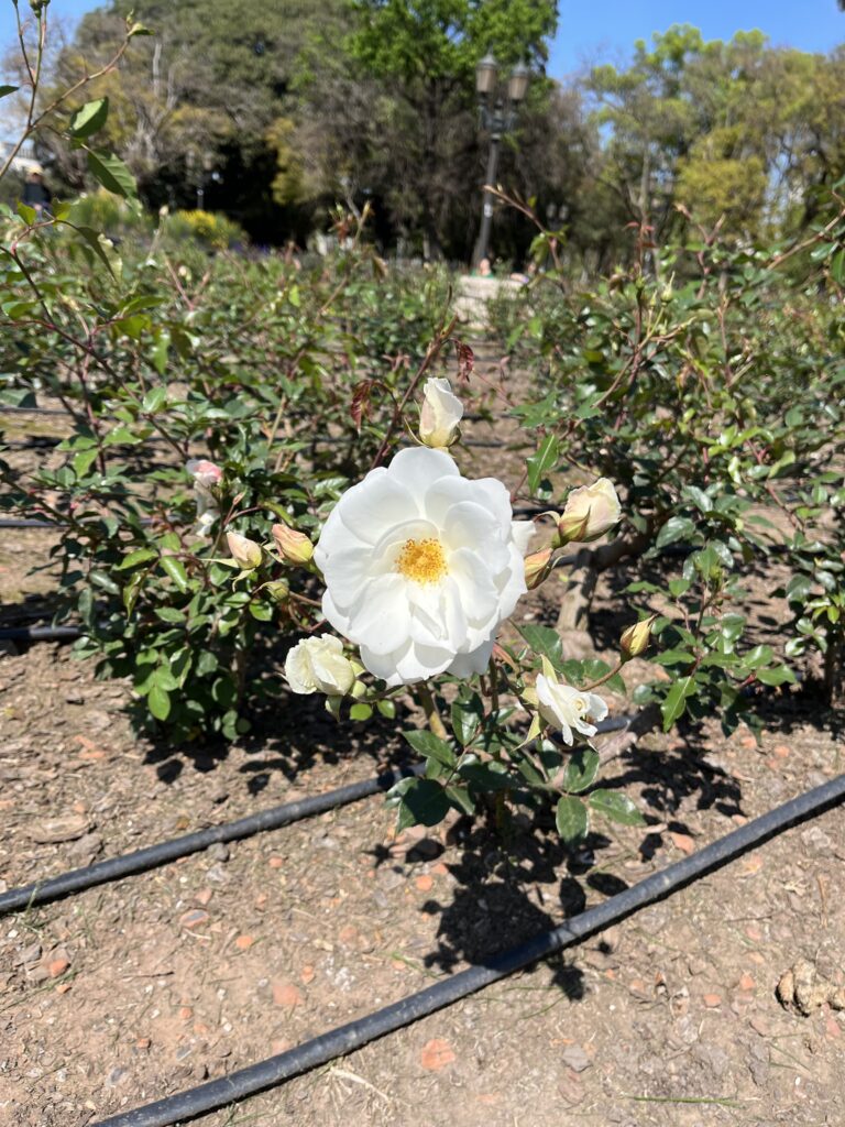 rosas do rosedal brotando, um parque grátis para economizar e viajar barato para Argentina